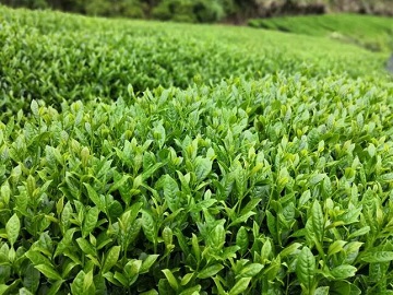 襄阳茶叶的品种有哪些种类（襄阳茶叶品牌有哪些）